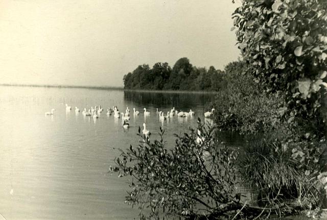 KKE 3872.jpg - jezioro Serwecz - okolice Głębokiego, 1957 r.